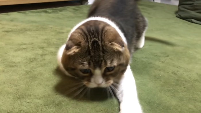 片方の前足を伸ばす猫