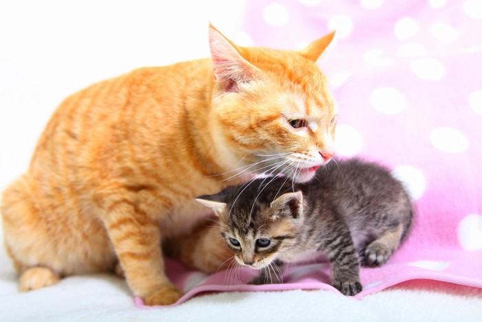 猫の子育て
