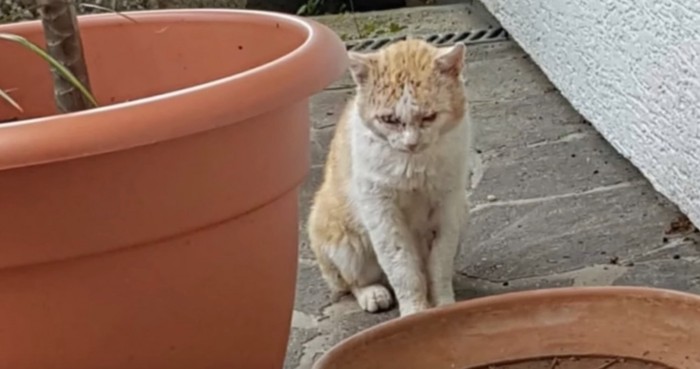 植木鉢の横に野良猫