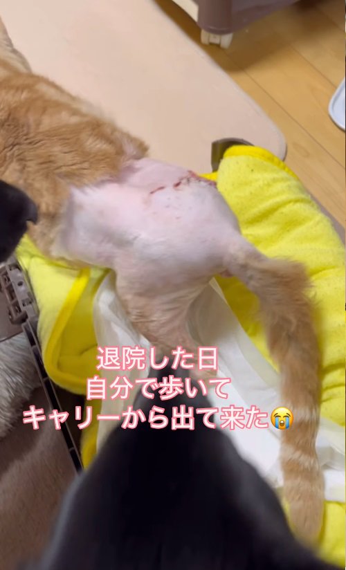 キャリーケースから歩く猫