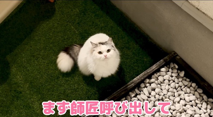 見上げる猫