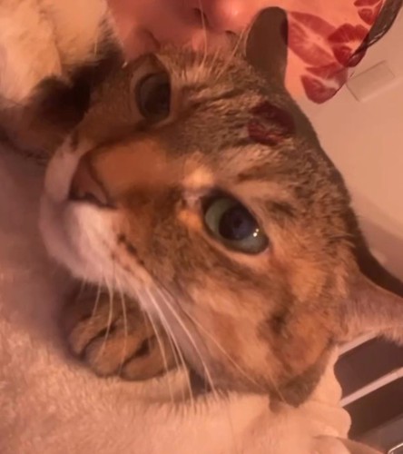 飼い主の咳を聞いて耳を後ろに倒す猫