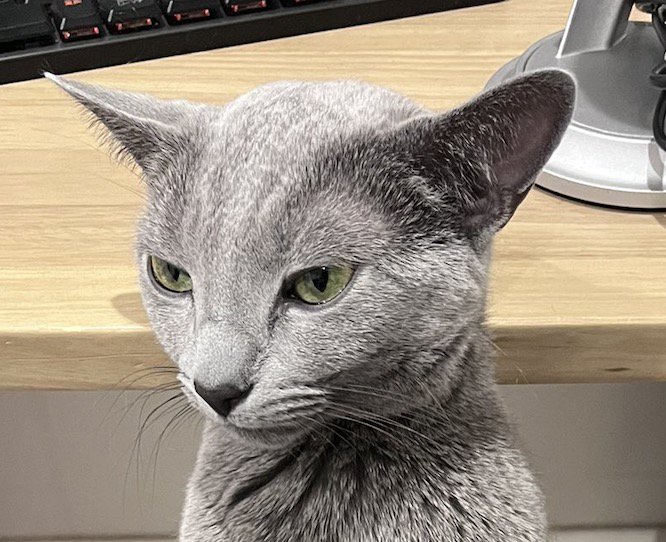 飼い主の膝の上に座って遠くを見つめる猫