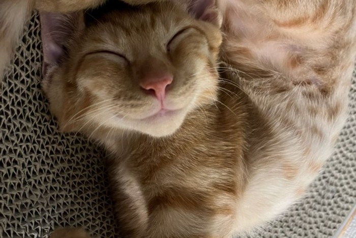 ぐっすり寝ている茶トラ猫の笑ってるような表情