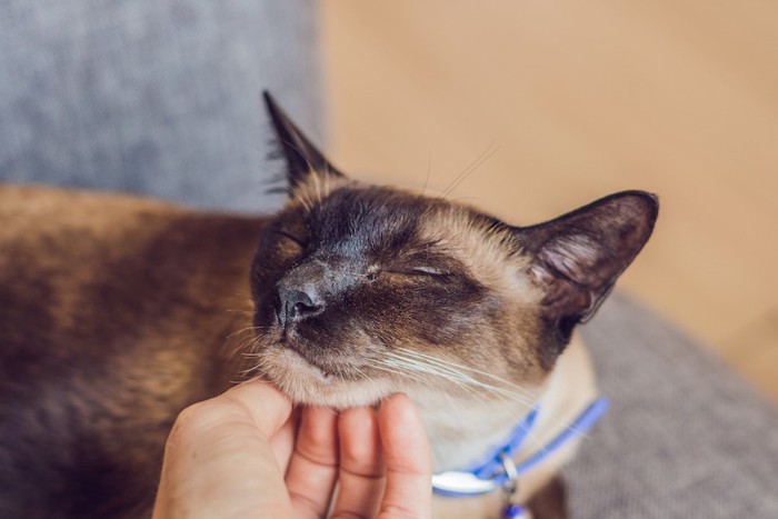 あごの下をなでられるシャム猫