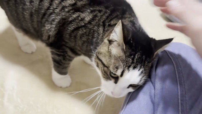 お膝にスリスリするキジ白猫ちゃん