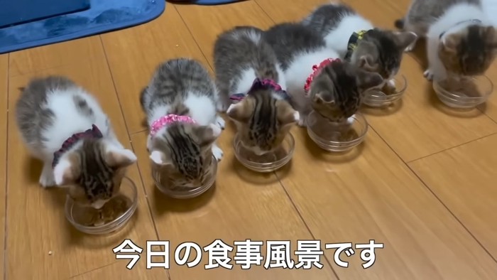 並んでごはんを食べる子猫たち