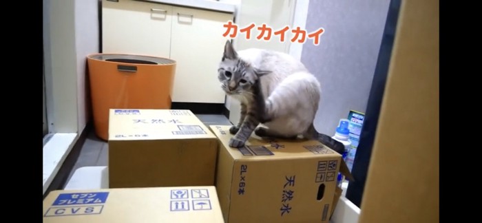 後ろ足で体を掻く猫