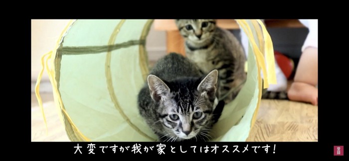 トンネルのおもちゃで遊ぶ猫