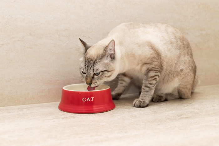 水を飲む猫