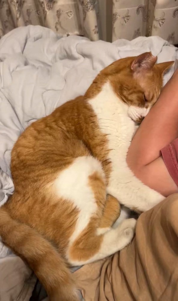 甘える猫
