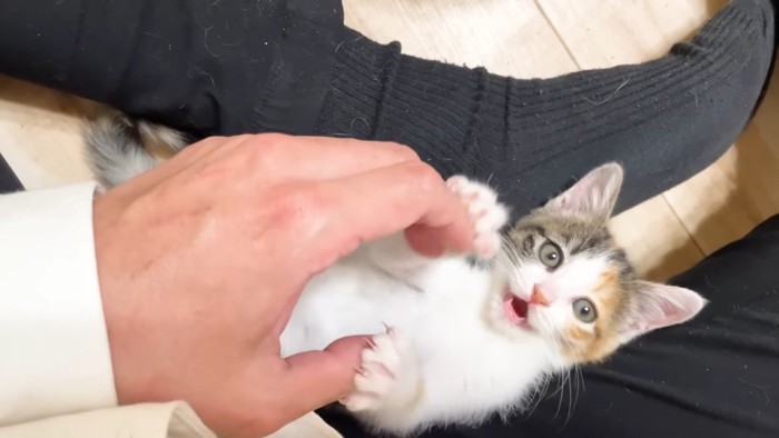 口を開ける三毛ちゃん