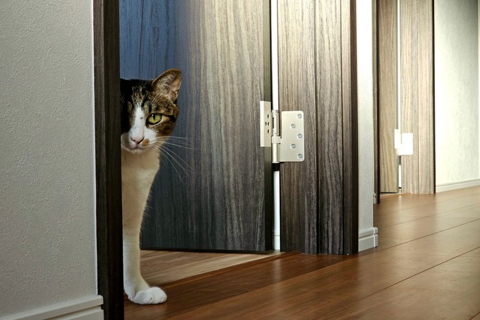 こちらを覗く猫