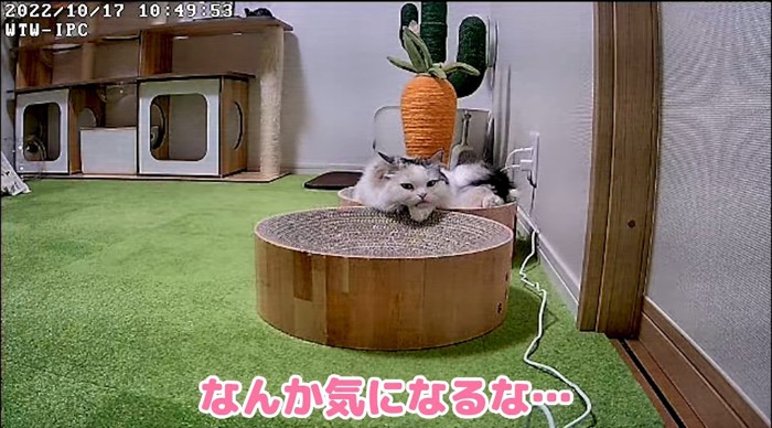 くつろぐ猫