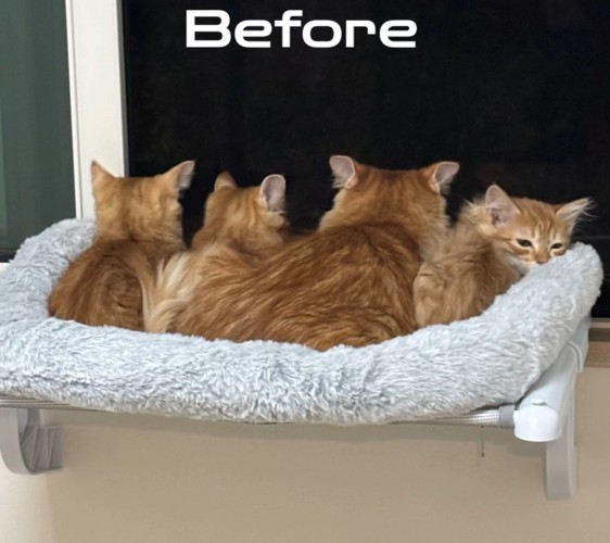ハンモックに乗る猫たちの後ろ姿