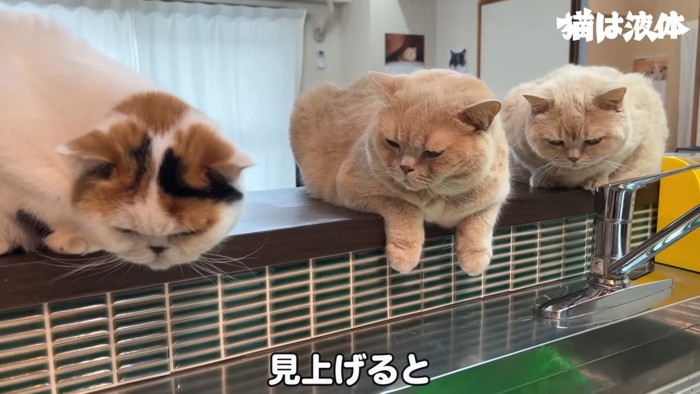 3匹の猫