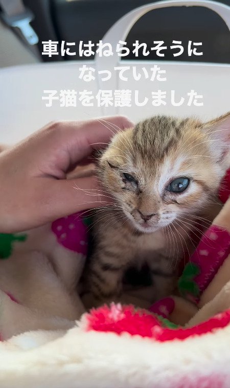 飼い主さんの優しさを感じる猫