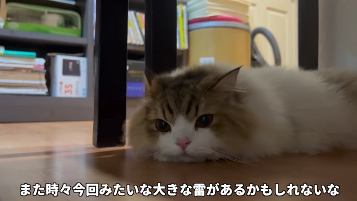 顔を床につけて寝そべる猫