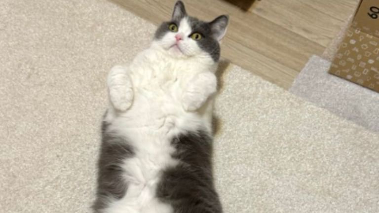 室内にいる猫
