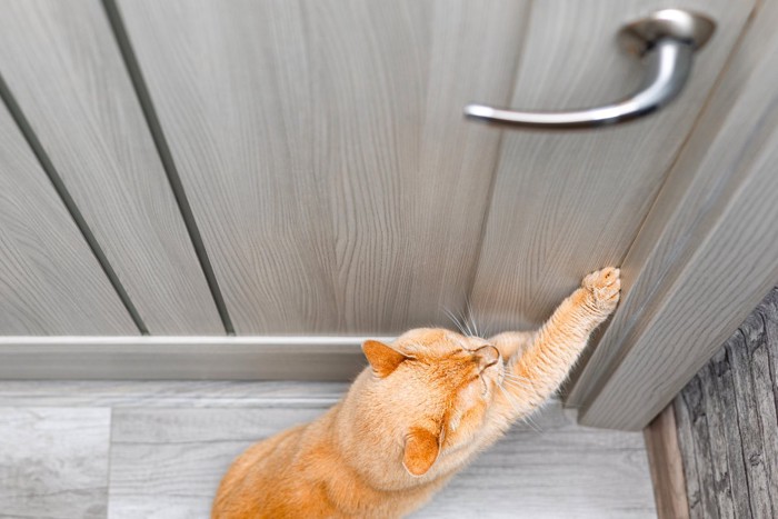 ドアを開けようとする猫