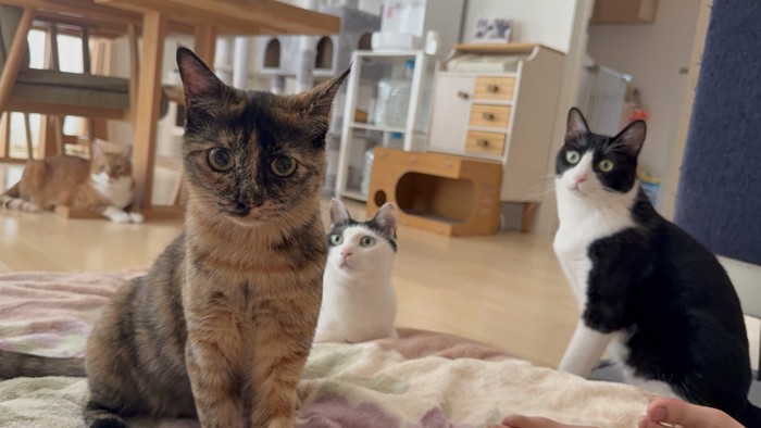 座ってカメラ目線の猫と写りこんでいる3匹の猫