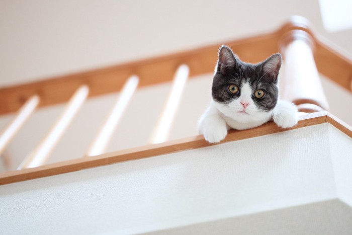 上から見下ろす猫