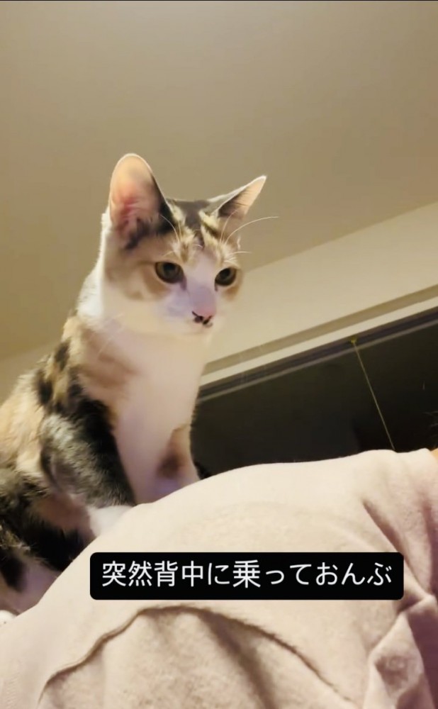 飼い主さんの背中に乗る三毛猫