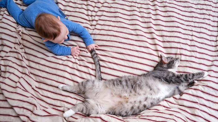 猫のしっぽを触る赤ちゃん