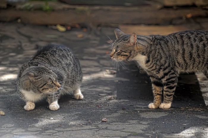 睨み合う2匹の猫