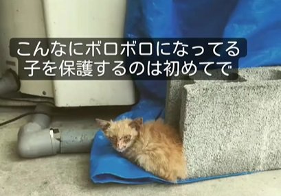 ブルーシートの上にいる猫