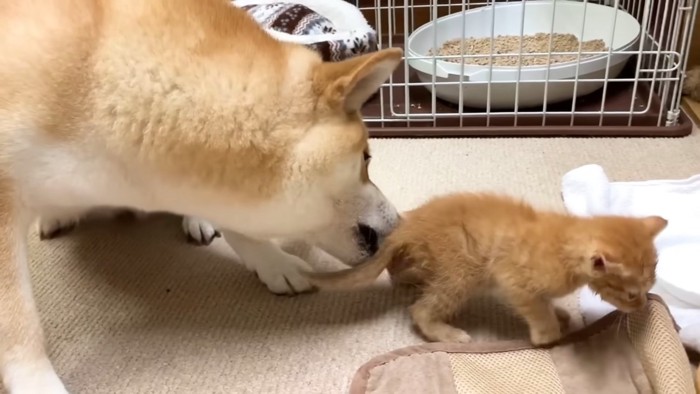 子猫のおしりに近づく犬