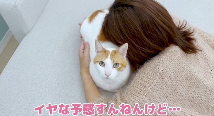 猫吸いされる猫