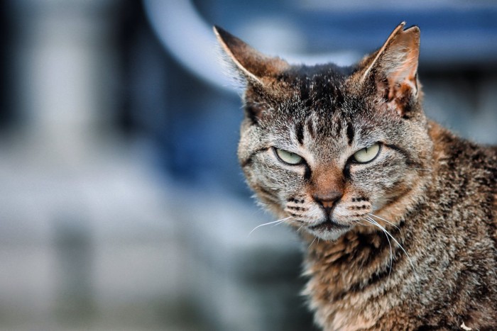 鋭い眼光の猫