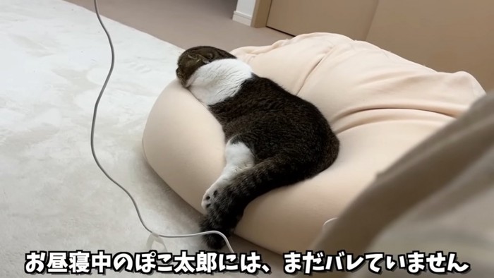 寝ている猫