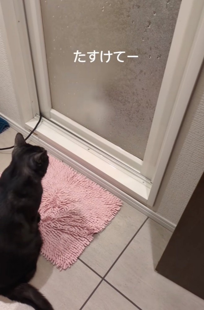 すりガラス越しに助けを求める子猫