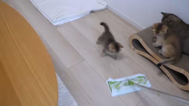 フローリングワイパーを追いかける子猫と爪とぎの上の2匹の猫