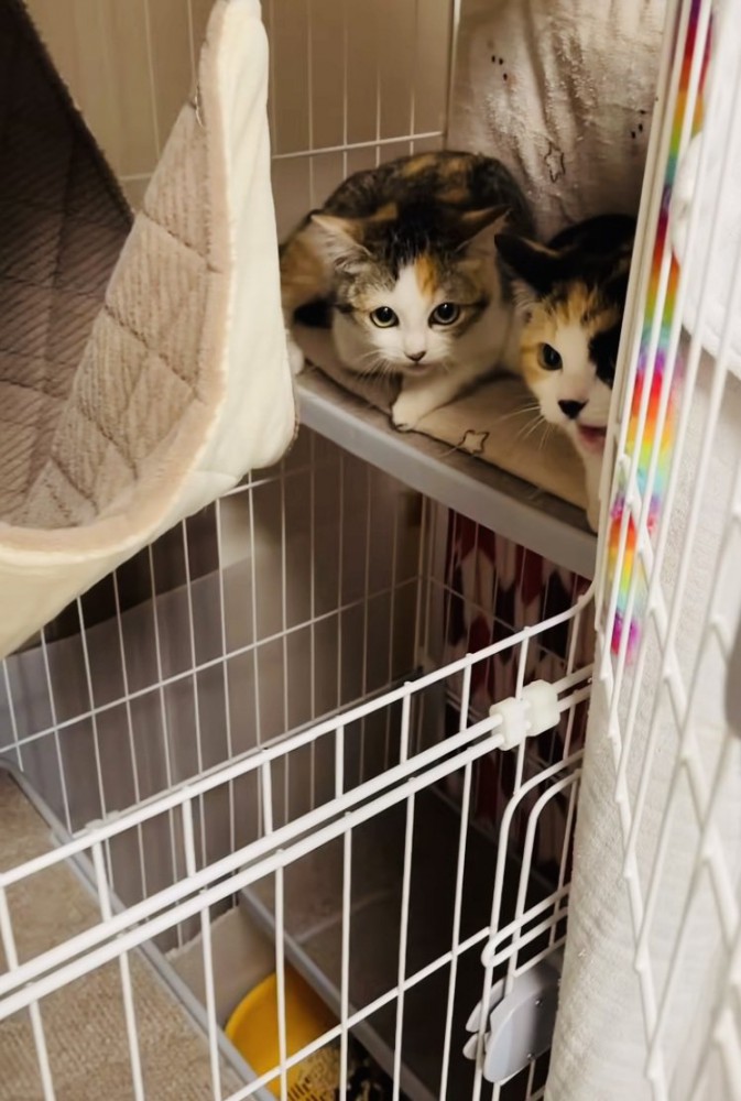 ケージの中からボランティアさんを威嚇する2匹の三毛猫