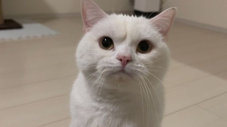 室内にいる猫