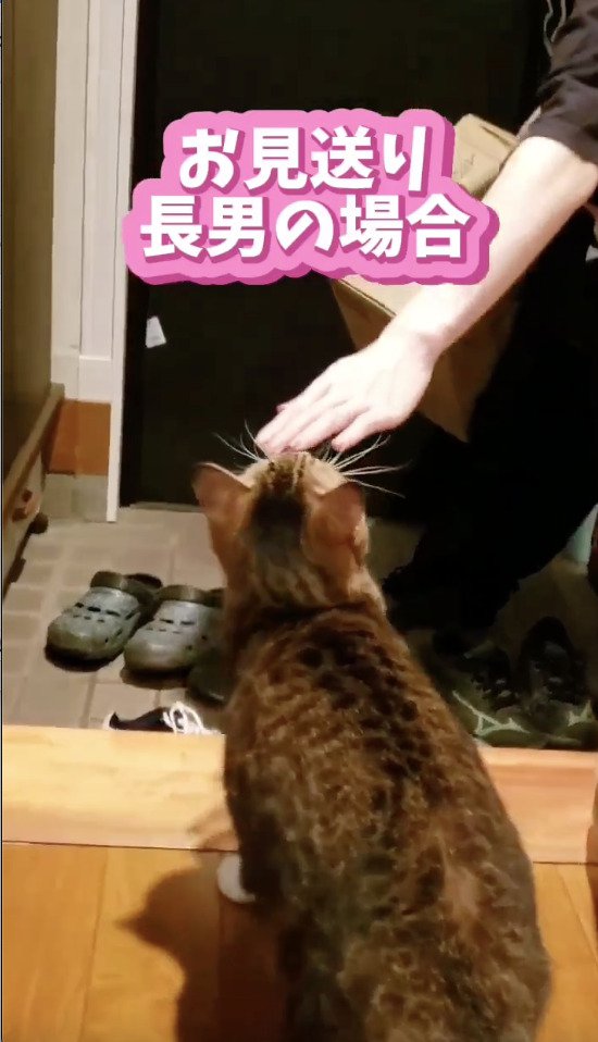 長男くんをお見送りする猫