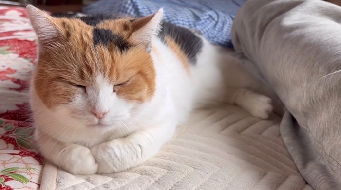 布団の上で寝ている猫
