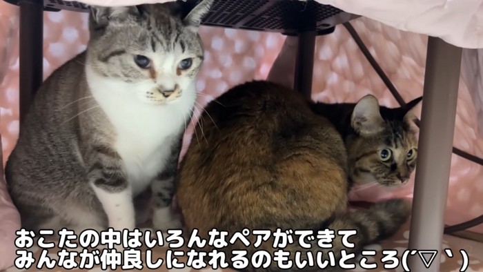 コタツの中のリノちゃんとリナちゃん