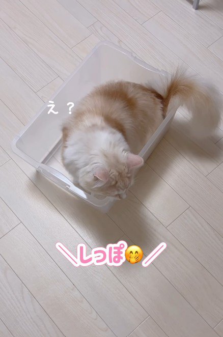 ケースに入る猫