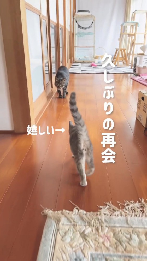 成猫に近づく子猫