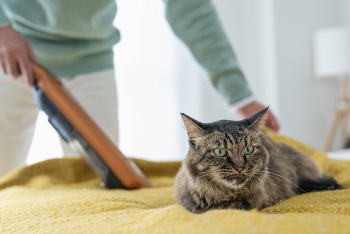 ベッドの掃除をする男性と猫