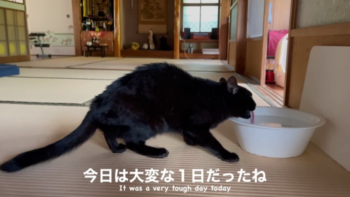 横から見た水を飲む猫