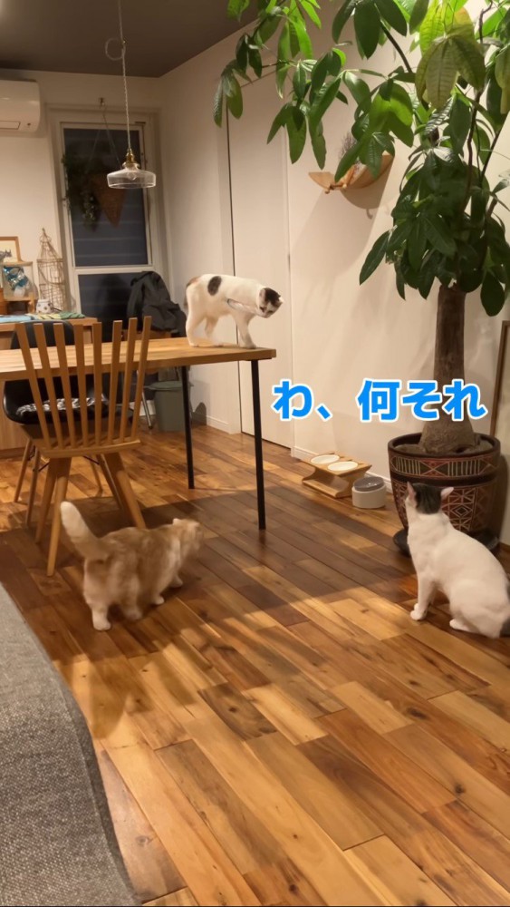 三毛猫の周りに集まる猫たち