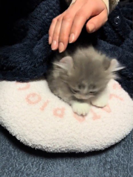 下を向く猫
