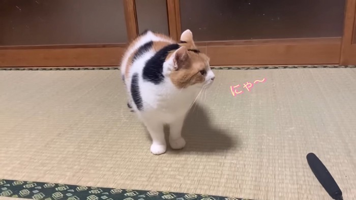 鳴くミケちゃん