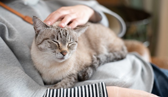 可愛い猫に触れる飼い主