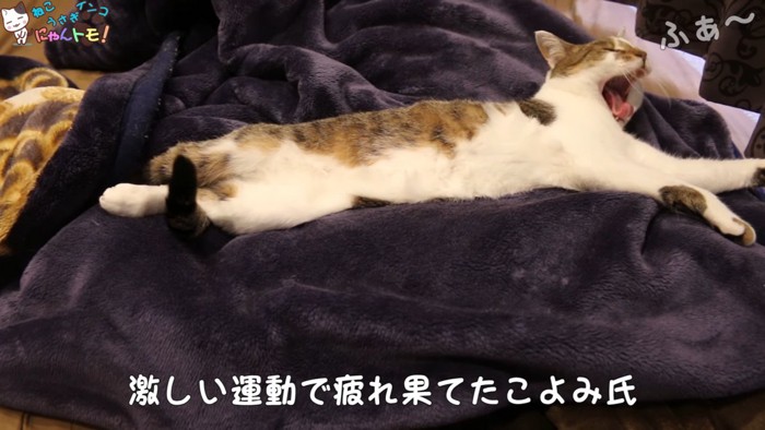 あくびをする猫